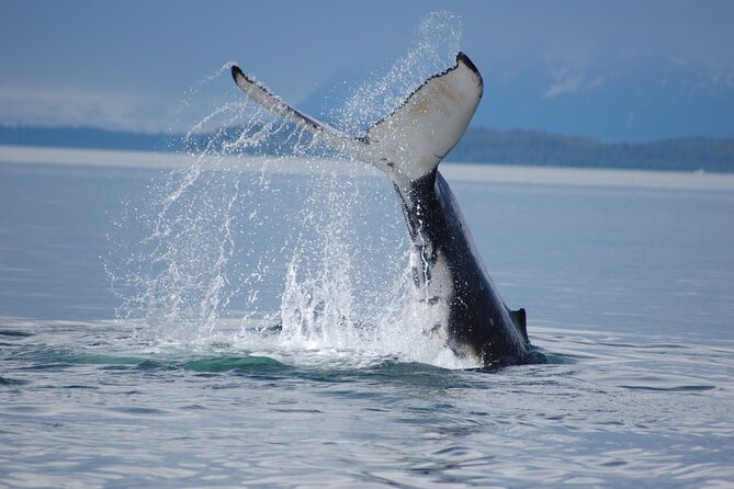Hoonah Whale-Watching Cruise - Wildlife Encounter Expectations