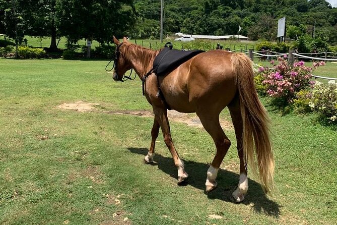 Horseback Ride, Zipline and ATV Adventure From Montego Bay - Safety and Participant Guidelines