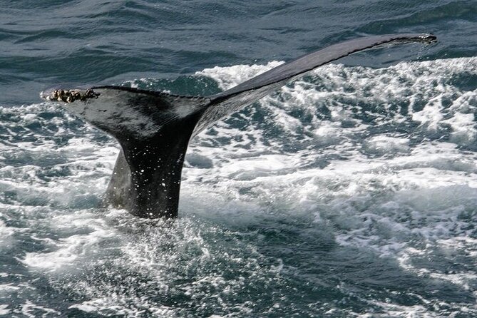 Husavik Family-Owned and Operated Whale Watching - Whale Species Sighted