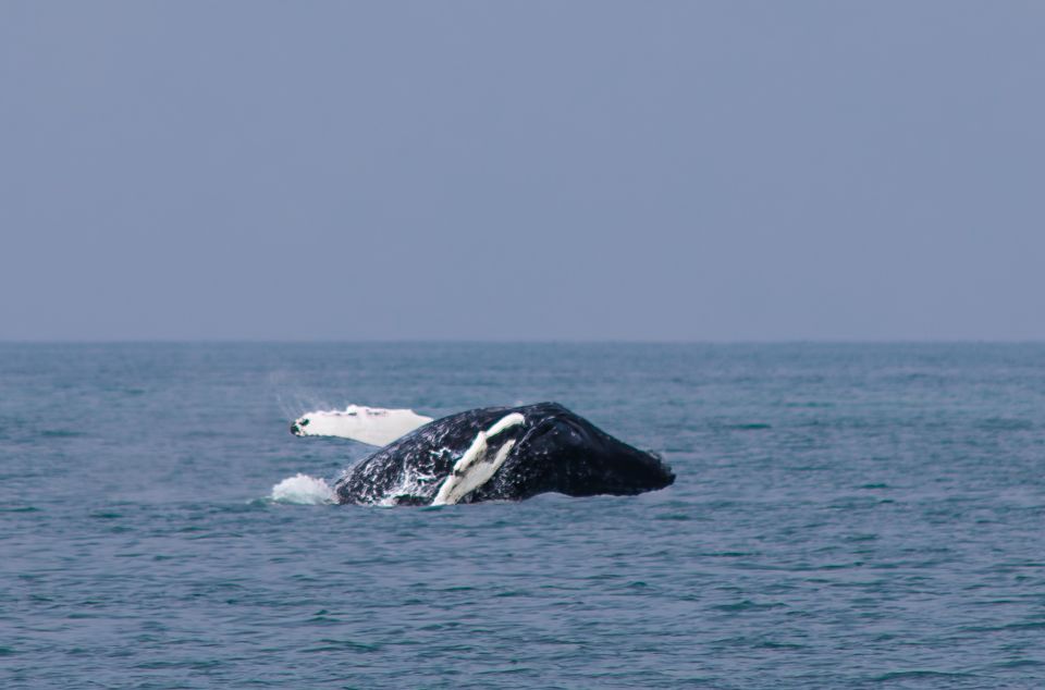 Húsavík: Family-Run and Guided Whale Watching Tour - Meeting Point and Accessibility