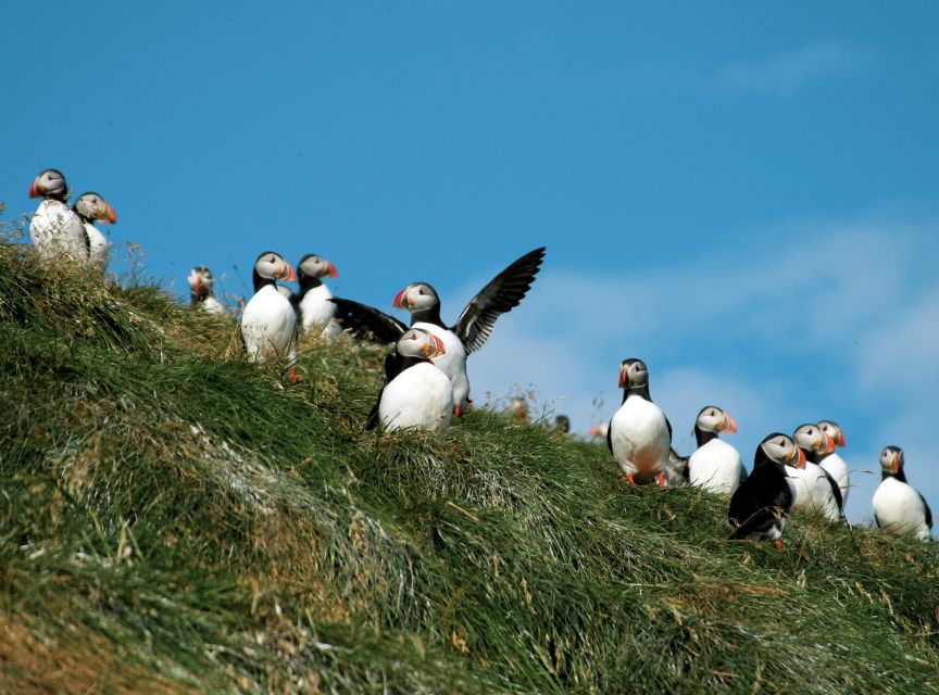Húsavík: Whale-Watching Cruise and Puffins Guided Tour - Customer Reviews