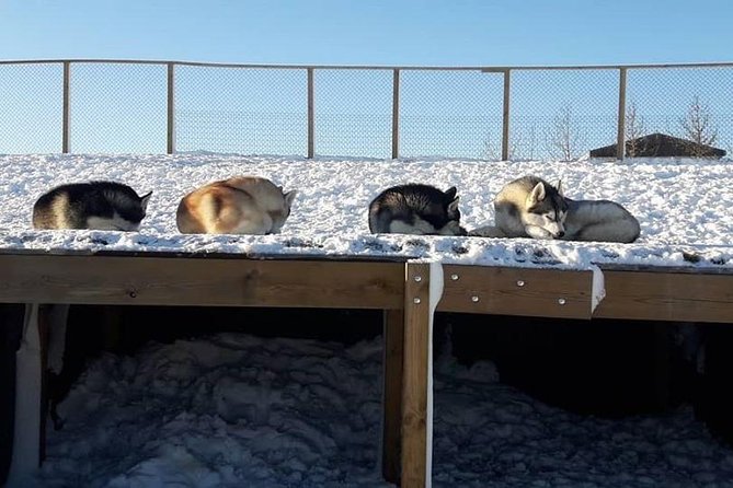 Husky Petting in Akureyri (private) - Hosts and Their Care