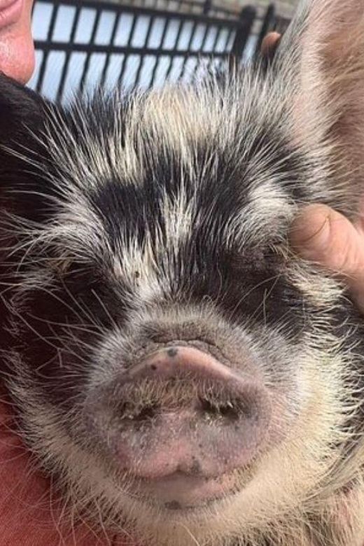 Hutto: Kunekune Pig Farm Tour - Animal Feeding Opportunities