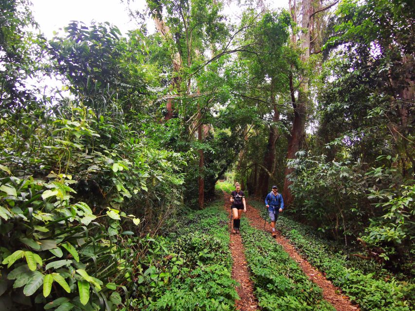 Ilha Grande: Lopes Mendes Private Hiking Tour - Essential Information