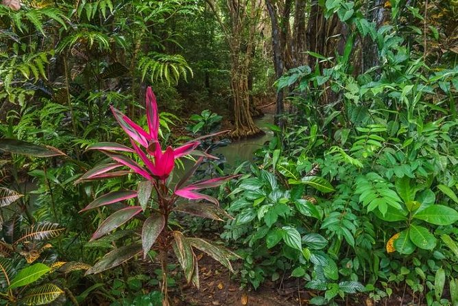 Indian River, Cold Soufriere & Fort Shirley (Northern Excursion) - Participant Guidelines