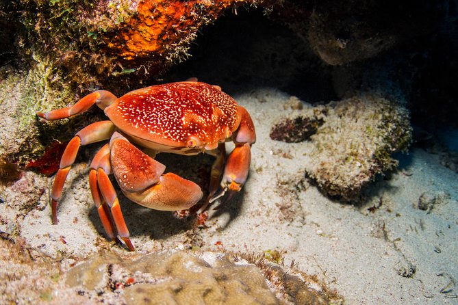 Introduction Shore Dive With Scubaçao (1 Dive) - Booking and Cancellation Policy