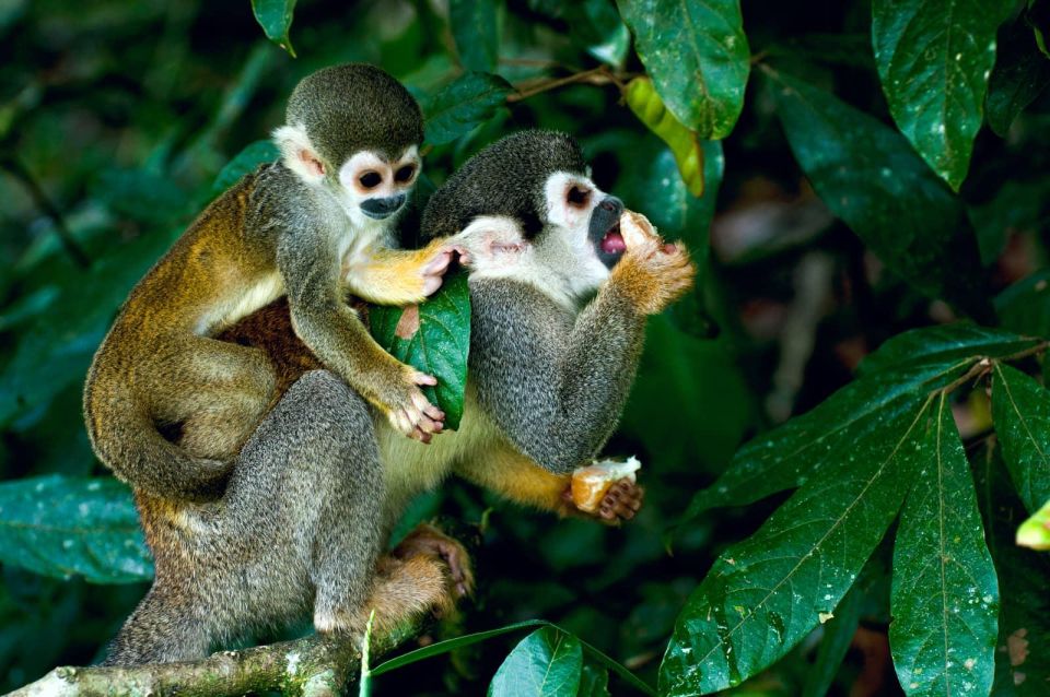 Iquitos 2 Days Amazon River | Night Walk + Monkeys | - Requirements