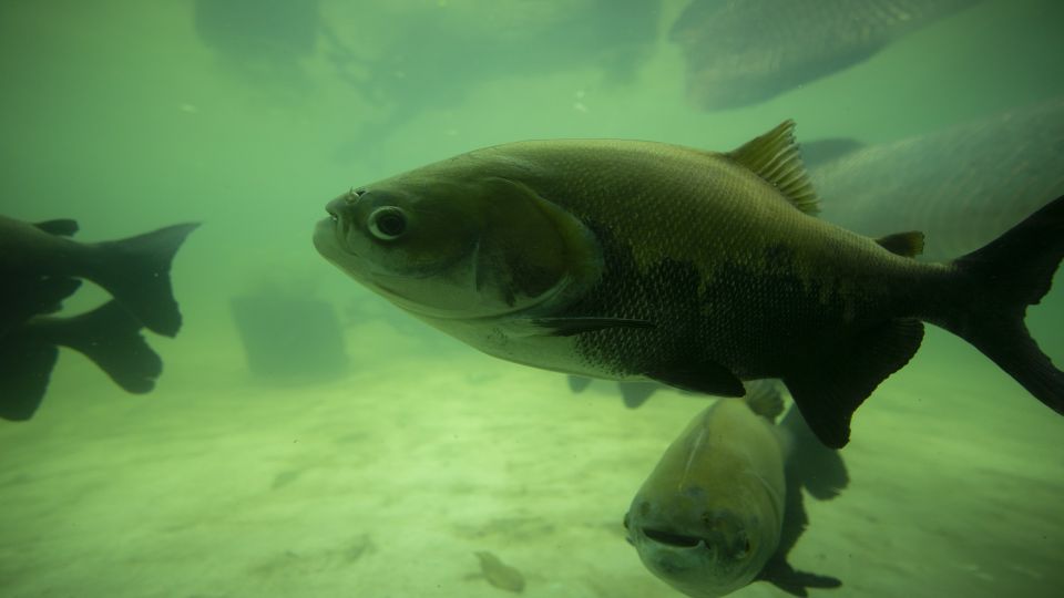 Iquitos: Piranha Fishing Experience in the Amazon Jungle - Reviews and Ratings