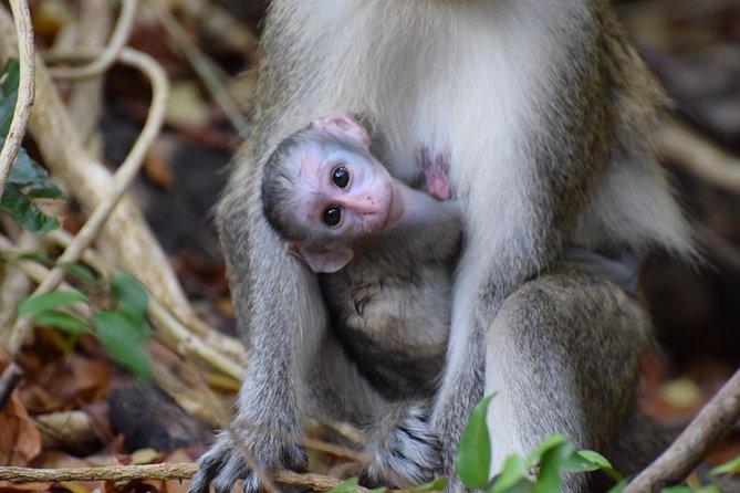 Island Adventure Harrisons Cave & Monkey Feeding Group Tour or Private Tour - Scenic Lunch Experience