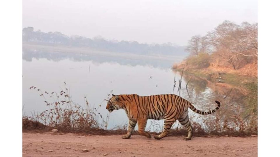 Jaipur to Ranthambore Day Trip - Inclusions and Benefits