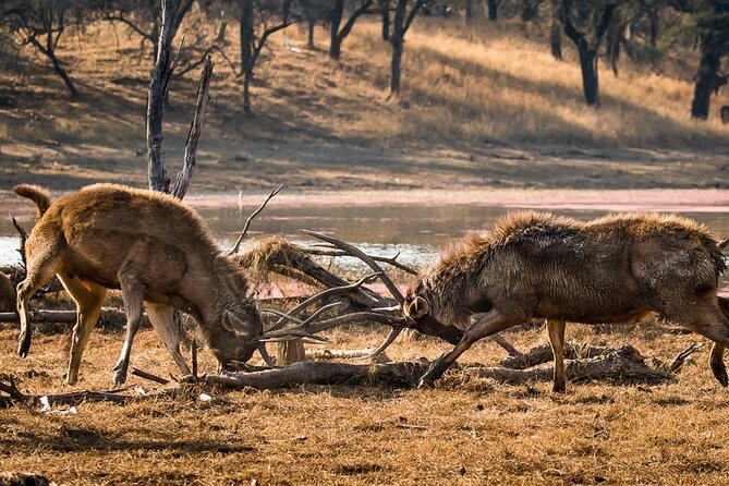 Jaipur to Ranthambore National Park Day Tour - All Inclusive - Preparation for the Tour