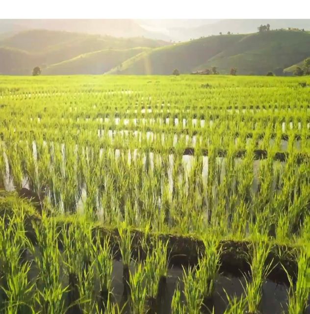 Jatiluwihs Rice Field Terraces: A Scenic Self-Guided Audio - Navigation and Audio Guide