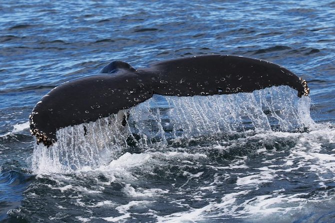 Jervis Bay Whale Watching Tour - Accessibility Features