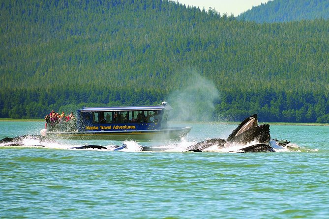 Juneau Whale Watching and Salmon Bake - Activities at Gold Creek