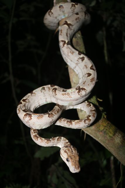 Jungle Night Walk/ Nocturnal Wildlife and Jungle Sounds - What to Expect on the Walk