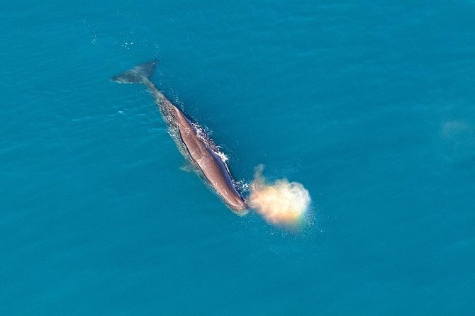 Kaikoura Helicopters Classic Whale Watch - Customer Reviews and Ratings