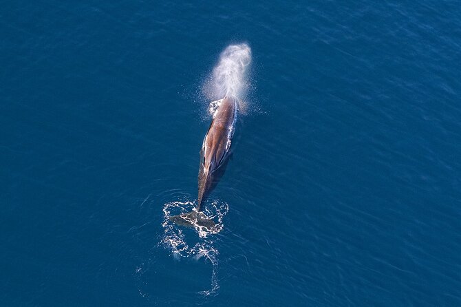 Kaikoura Helicopters Extended Whale Watch Flight - Weather Considerations for Flights