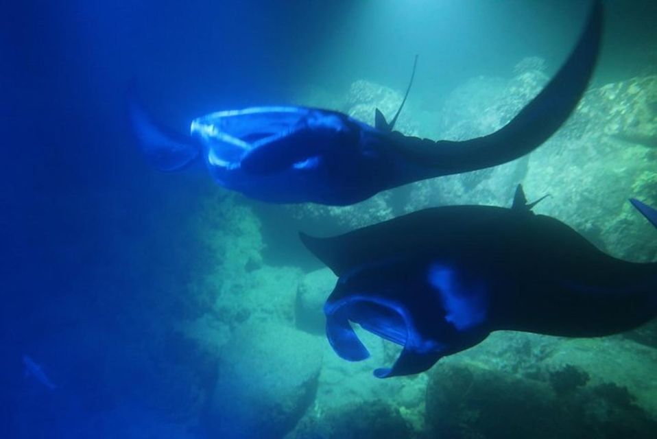 Kailua-Kona: Manta Ray Night Snorkel With Wetsuit - Restrictions and Precautions