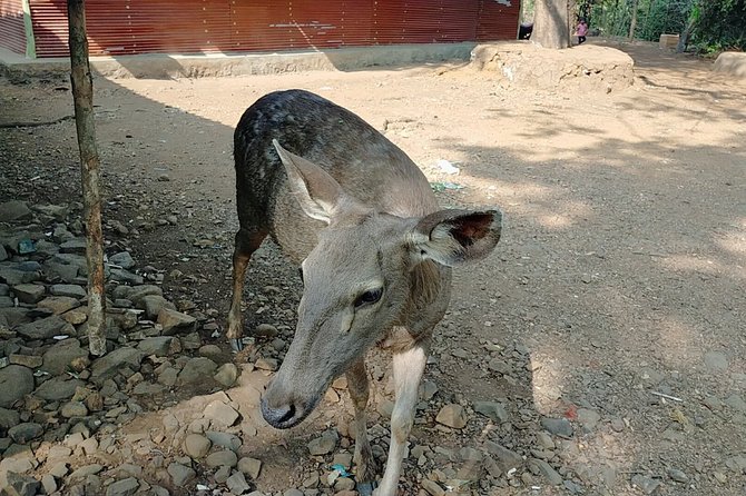 Kanheri Cave With Global Vipassana Pagoda Tour in Private Vehicle - Accessibility and Health Considerations