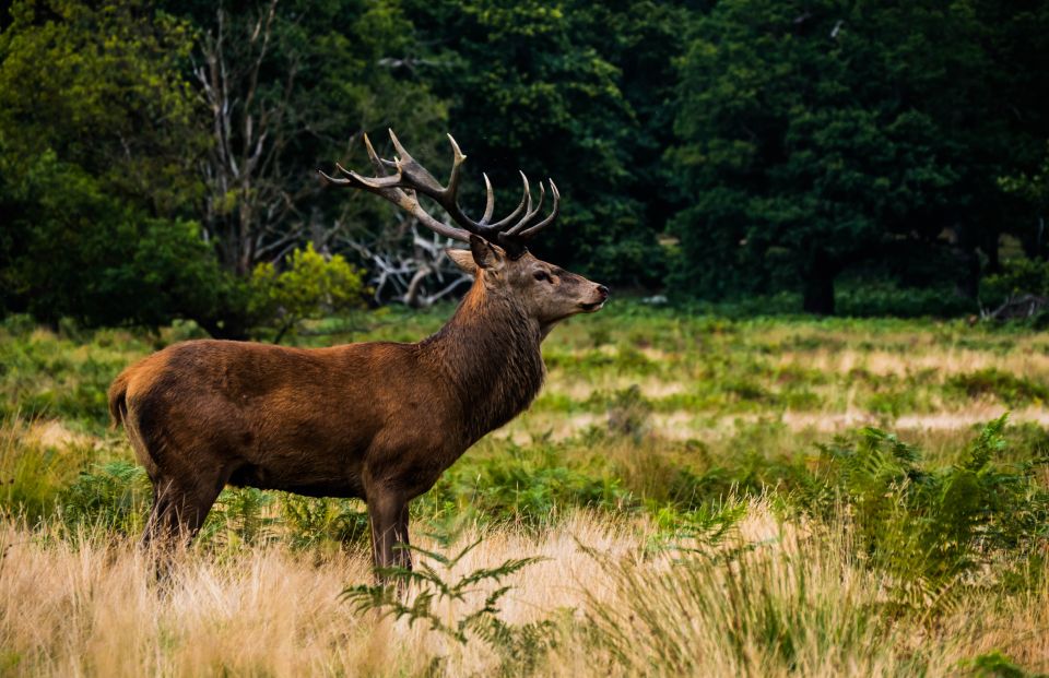 Kathmandu: 3-Day Bardiya Jungle Safari Tour by Flight - Day 2: Safari Adventure