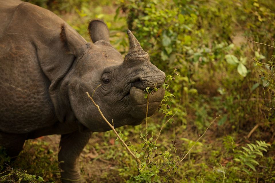 Kathmandu: 3 Day Chitwan Jungle Safari Tour Package - Customer Experiences