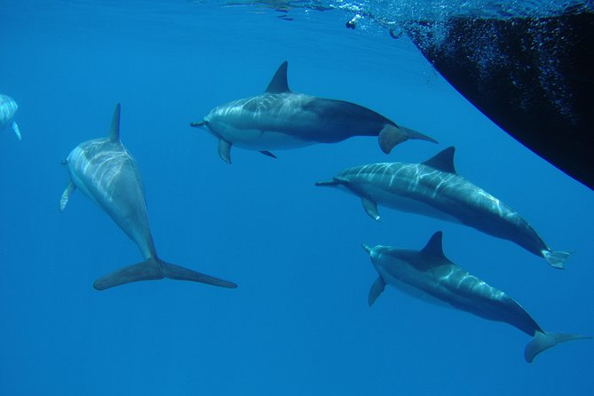 Kauais Ultimate SOUTH SIDE Whale & Dolphin Zodiac Boat Adventure - Safety Measures and Preparations