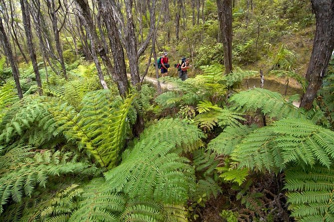 Kayak & Pitt Head Nature Loop - Guided Kayak & Unguided Walk - New Zealand - Reviews and Ratings