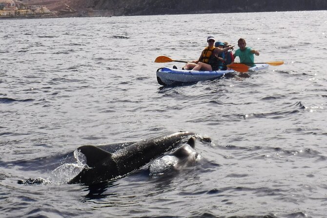 Kayak Route Along the Volcanic Coast in Tenerife South With Snorkeling - Cancellation Policy
