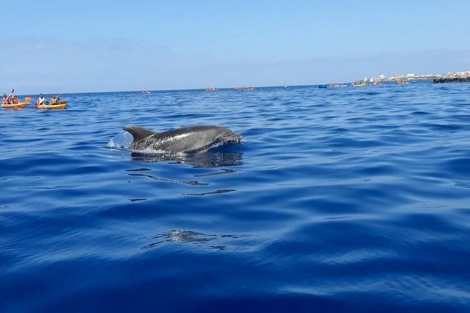 Kayak With Dolphin & Turtle Watching Private Tour - Whats Included in the Tour