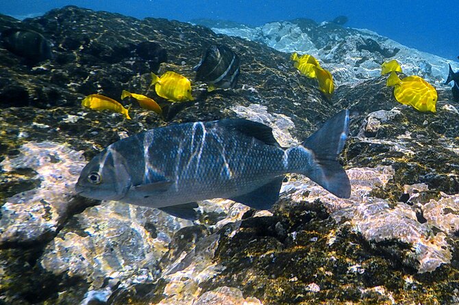 Kealakekua Bay Small-Group Snorkel Experience From Kailua-Kona - Guest Experiences and Feedback