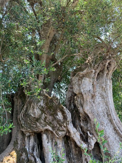 Kefalonia Farm Tour on E-Bikes - Olive Oil Tasting
