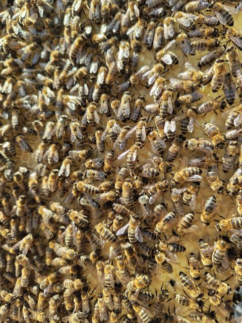 Kefalonia Honey Tour on E-Bikes - Cycling Routes and Landscapes