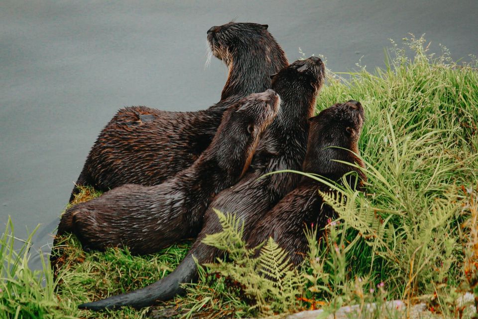 Ketchikan: Rainforest Wildlife Sanctuary & Totem Park - Exploring the Historic Sawmill