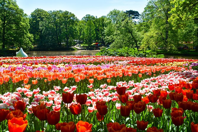 Keukenhof Gardens & Tulip Experience Guided Tour From Amsterdam - Transportation and Meeting Details