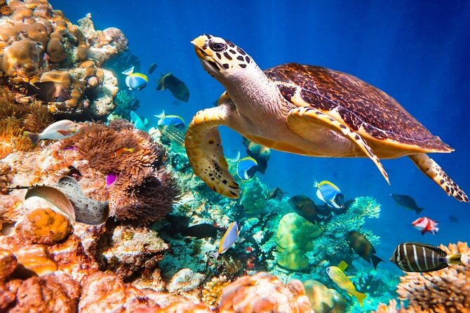 Key Largo Snorkeling Trips & Islamorada Sandbar Tours - Meeting Point and Directions