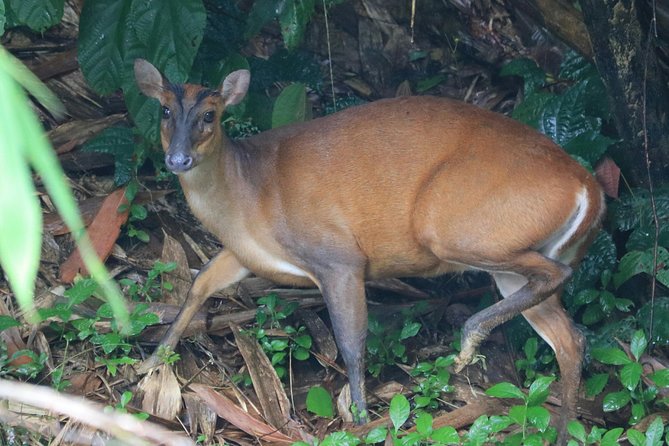 Khao Sok Wildlife 2 Days - Traveler Considerations