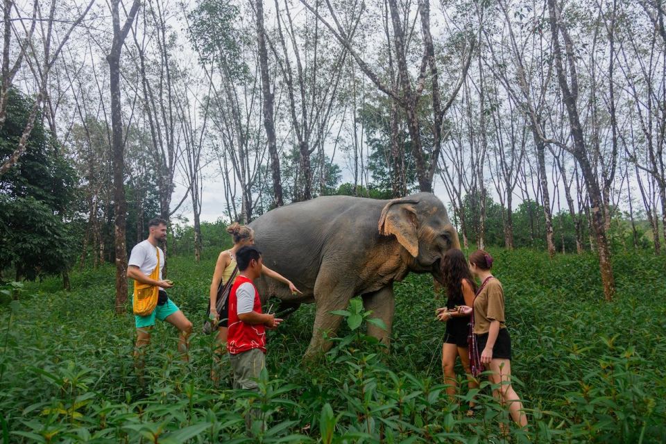 Khaolak: Begin the Day With Elephants - Walk and Feed Tour - Learning About Elephant Stories