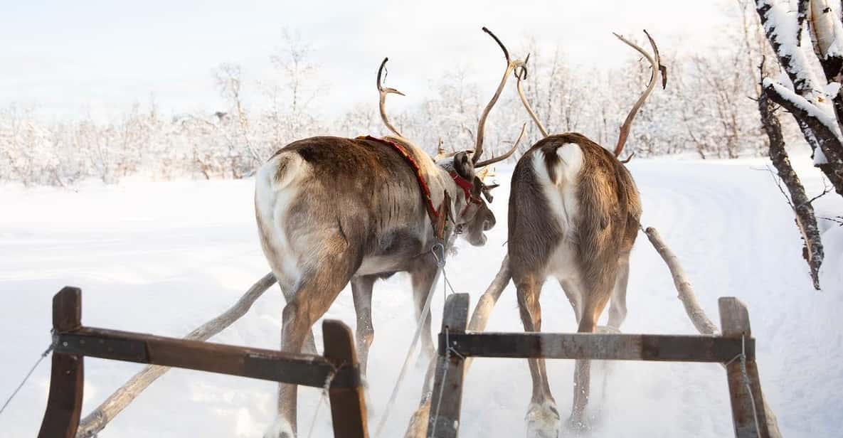 KIRUNA: Sami Reindeer Experience - Cultural Engagement Activities