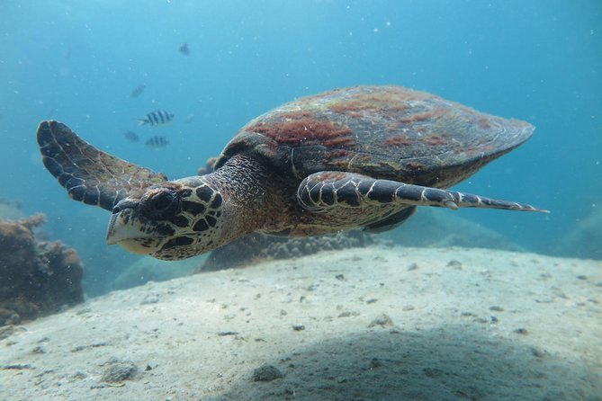 Koh Tao 2-Dive Day Trip From Koh Samui for Certified Divers - Traveler Suitability