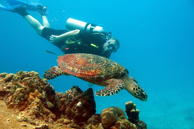Koh Tao VIP Snorkelling Tour - Booking and Confirmation