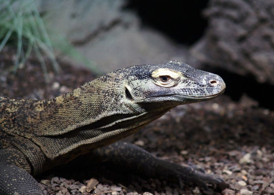 Komodo Islands: Private 2-Day Tour on a Wooden Boat - Accommodation Experience