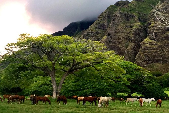 Kualoa Ranch Electric Mountain Bike Tour: Novice Level - Meeting Point Information