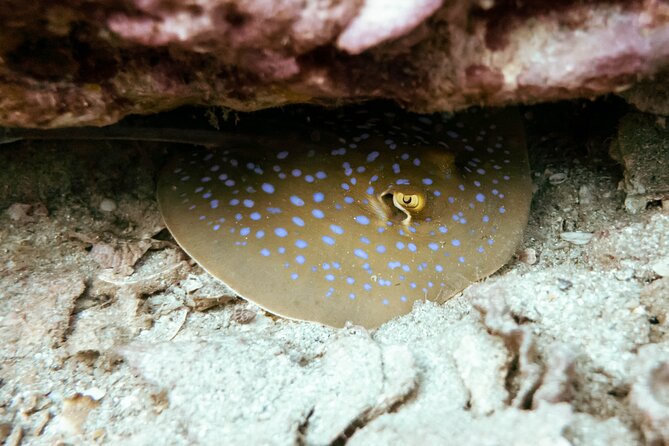 La Bombona Diving Koh Tao Try Dive - Daily Schedule and Timing
