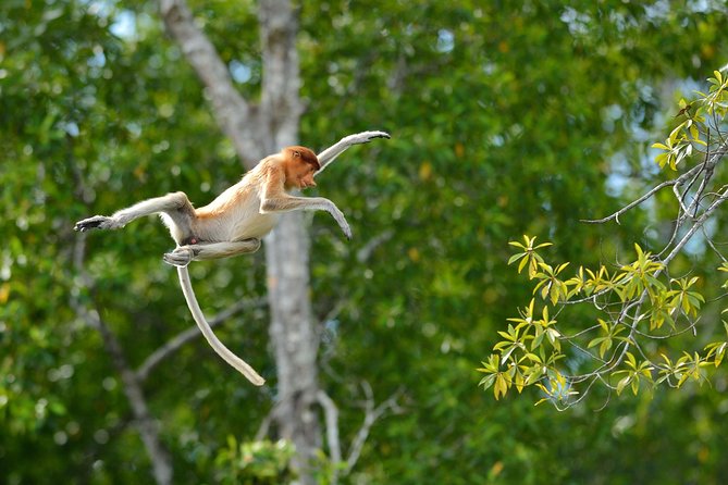 Labuk Proboscis, Sepilok, Sun Bear, Sandakan City Tour & Lunch - Booking Information