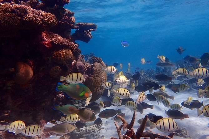 Lagoon Explorer - Ningaloo Reef Full-Day Kayaking and Snorkeling Adventure - Dietary Accommodations