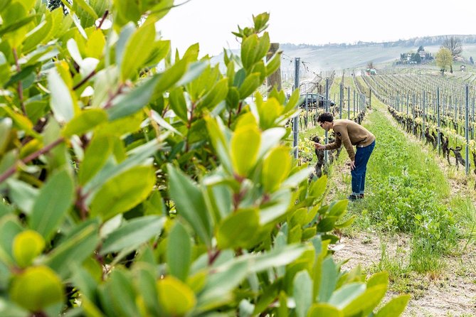 Langhe Wine Tour and Tasting - One Day With a Somm - Customer Reviews