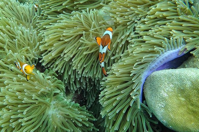 Lanta 4 Islands + Emerald Cave Snorkeling Tour - Health and Safety Guidelines