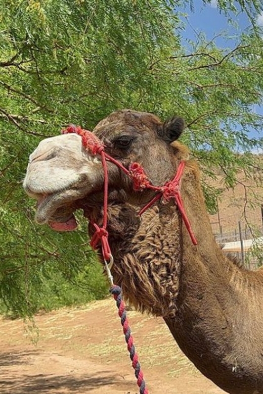 Las Vegas: Desert Camel Ride - Animal Encounters