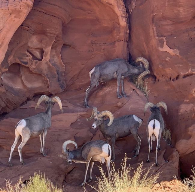 Las Vegas: Valley Of Fire State Park Tour - Photographic Opportunities