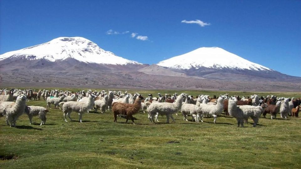 Lauca National Park and Chungara Lake - Wildlife and Natural Beauty